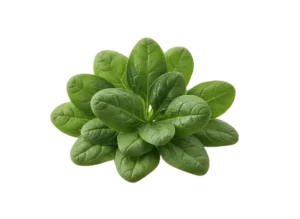 baby spanat baby spanat