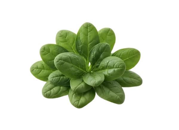 baby spanat baby spanat