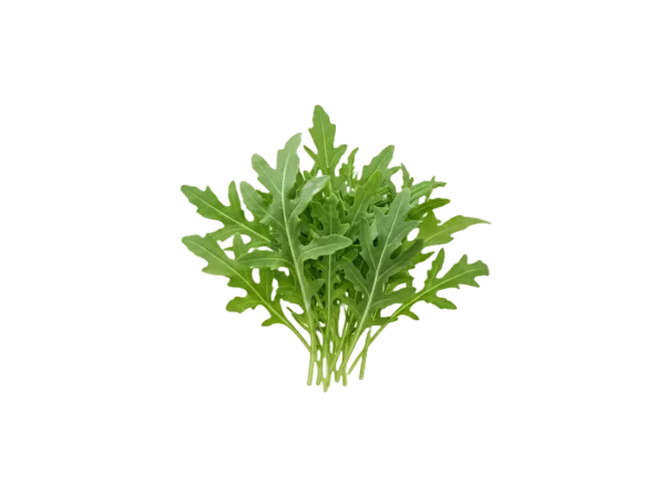 rukola