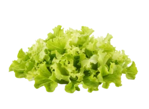 salata lolo bionda listovi 500g Salata Lollo Bionda listovi