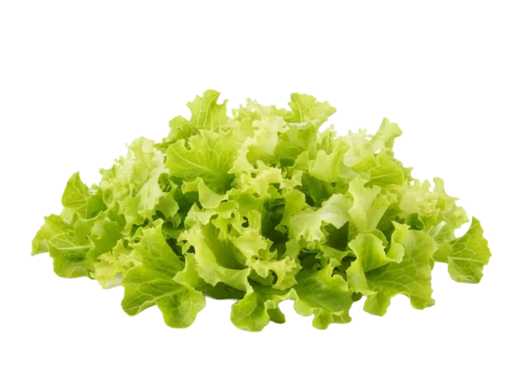Salata Lollo Bionda listovi