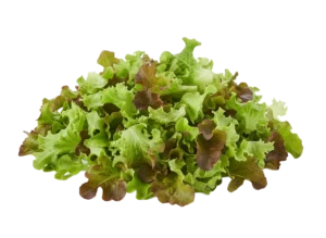 salata lolo rosso listovi 500g Salata Lollo Rosso