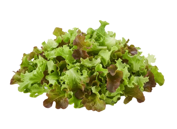 salata lolo rosso listovi 500g Salata Lollo Rosso